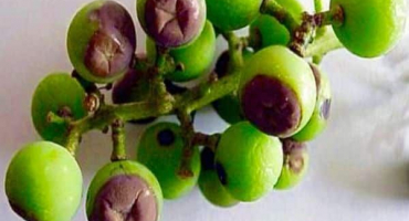 Jak zpracovat a postříkat hrozny z plísně k léčbě a boji proti nemocem